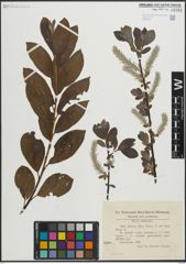 Foto von Salix laurina Sm.